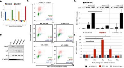 KDM7A-DT induces genotoxic stress, tumorigenesis, and progression of p53 missense mutation-associated invasive breast cancer